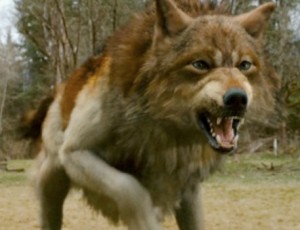 The_NEW_MOON_werewolf__Jacob__by_SPFX_JuNkY